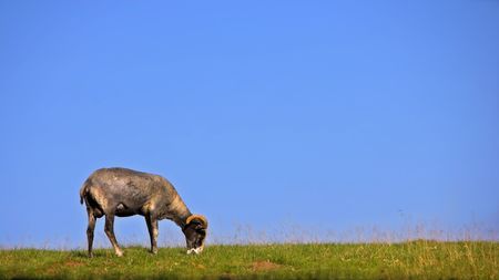 Goat on a hillの写真素材