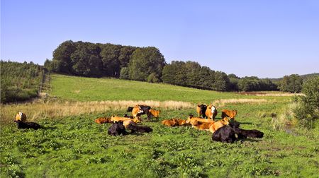 Cowsの写真素材