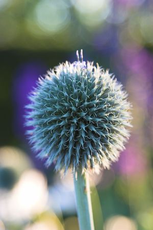 Ball flowerの写真素材