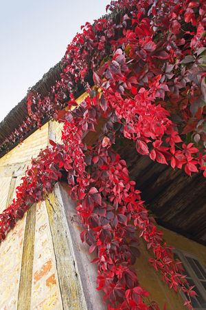 Autumnの写真素材