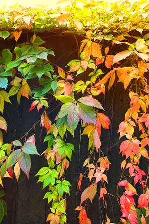 Autumnの写真素材