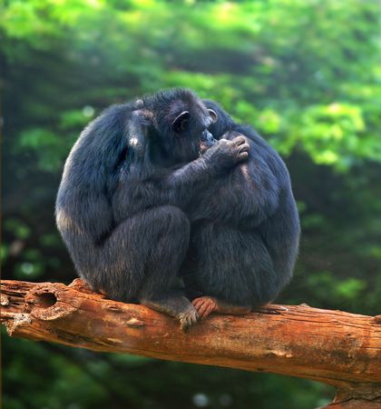 Monkey loveの写真素材