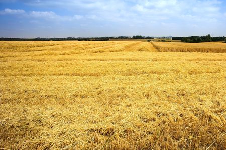 Harvest (useful as background)
