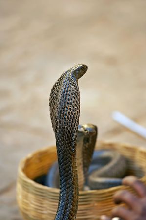 Snake (India)の写真素材