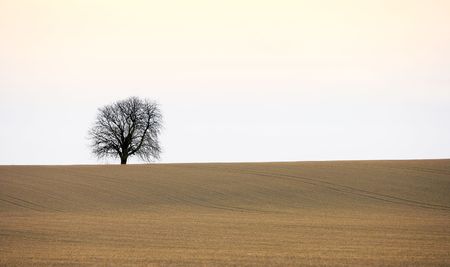 Lonely treeの写真素材