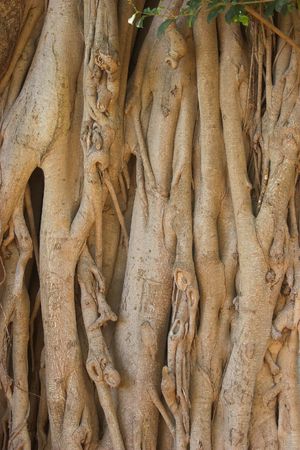 Jungle trees (Hawaii)の写真素材