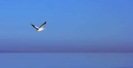 Pelicanの写真素材