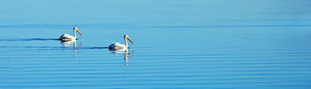 Pelicanの写真素材