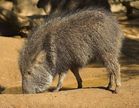 Wild pigの写真素材