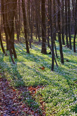 Spring forest