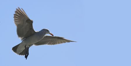 Photo of flying sea gull