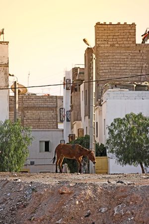 Editorial: Photo of urban slum in Palestineの写真素材