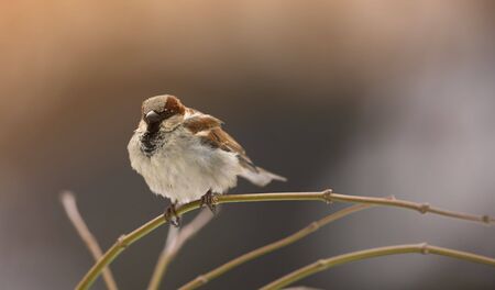 Telephoto of sparrow in natureの写真素材