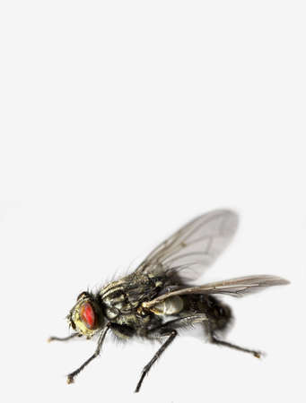 Fly in extreme macro modeの写真素材