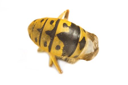A macro photo of a traditional European bee