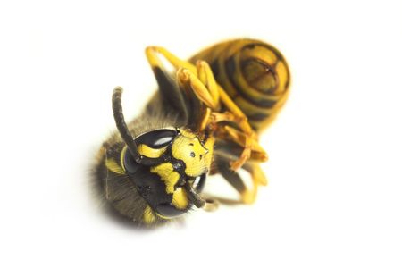 A macro photo of a traditional European beeの写真素材