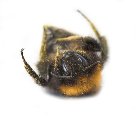 An extreme macro photo of a "sleeping" bumblebeeの写真素材