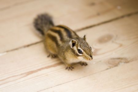 A photo of a domesticated ground squirrelの写真素材