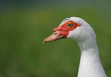 Photo of goose - icon farm birdの写真素材