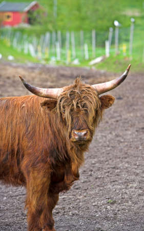 A photo of a long horn cow in Norwayの写真素材