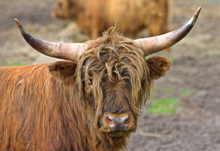 A photo of a long horn cow in Norwayの写真素材