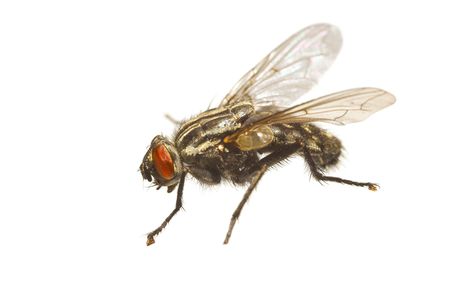 An extreme macro photo of a typical house flyの写真素材