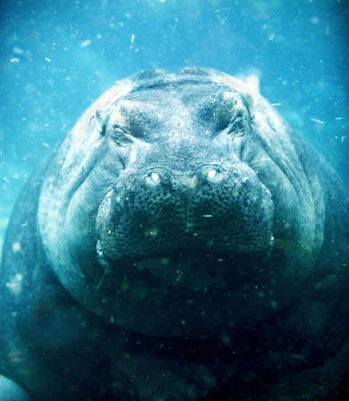 An underwater photo of a sleeping hippopotamus (under water)の写真素材
