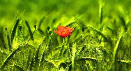 A photo of a field of wheat and a red flowerの写真素材