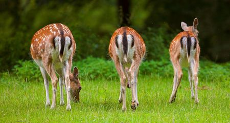 Telephoto of white-tail deerの写真素材
