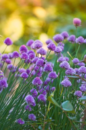 A close-up photo of blue flowerの写真素材