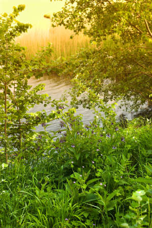 A photo of an early sunrise in the forest (with lake)の写真素材