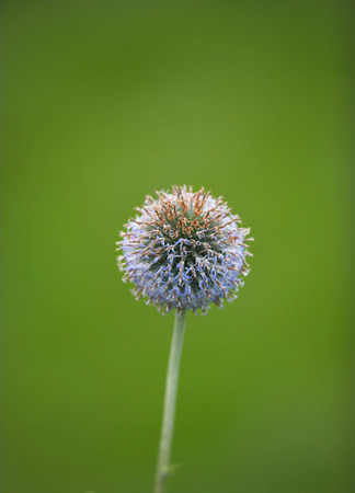 A close-up telephoto of a ball flower