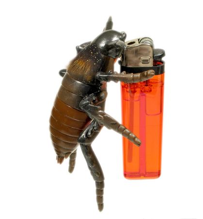 A strange world of insects - and a lighter