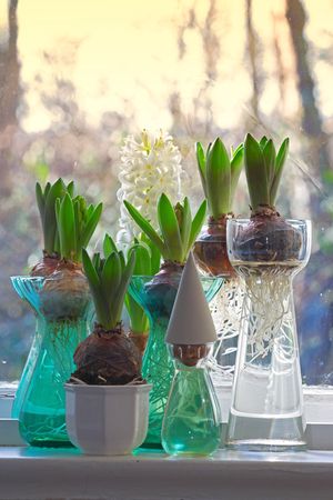 A photo of hyacinth bulbs in the windowの写真素材