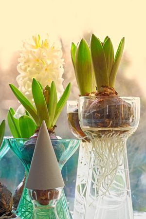 A photo of hyacinth bulbs in the windowの写真素材