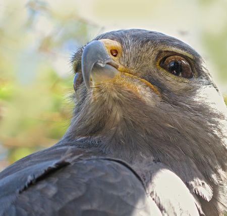 A close-up photo of an African eagle