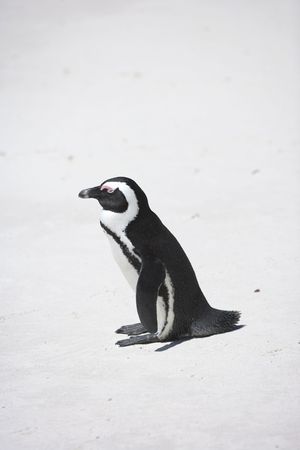 Penguin photo taken in South Africaの写真素材