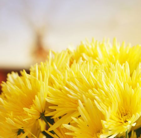 Beautiful bunch of flowers indoorの写真素材