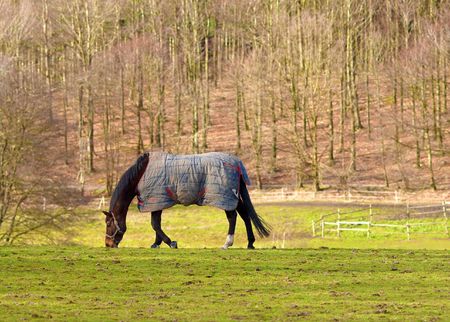 a photo of a beautiful horse in early springの写真素材