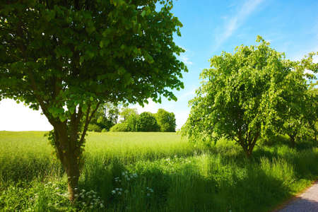 A young and beautiful tree, grass, and blue skyの写真素材