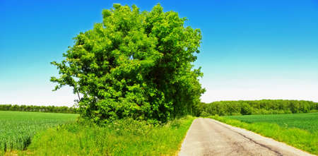 The countryside - summer photo from Denmarkの写真素材