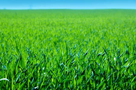 Background of healthy green grassの写真素材