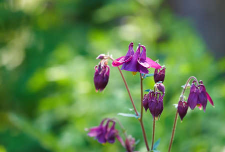 A photo of beautiful flower a summer dayの写真素材