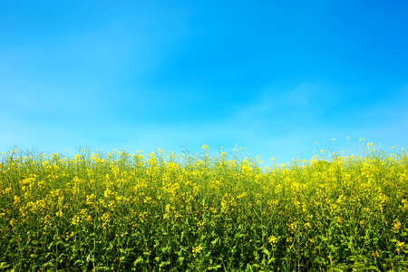 Beautiful countryside in Denmark (early summer)の写真素材