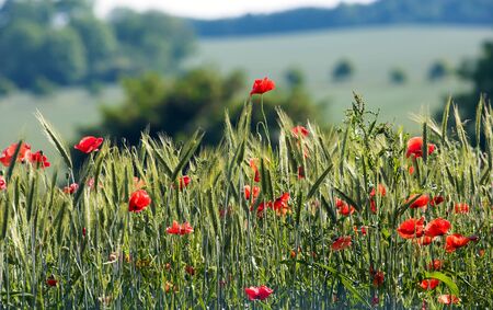 Photo of beautiful sunrise flowers in my gardenの写真素材