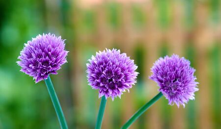 Beautiful pink flowers in my green garden