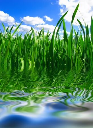 Beautiful green grass with the blue sky as backgroundの写真素材