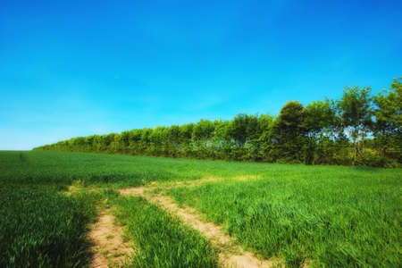 Beautiful countryside in Denmark (early summer)の写真素材