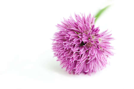Beautiful pink flowers on a white backgroundの写真素材