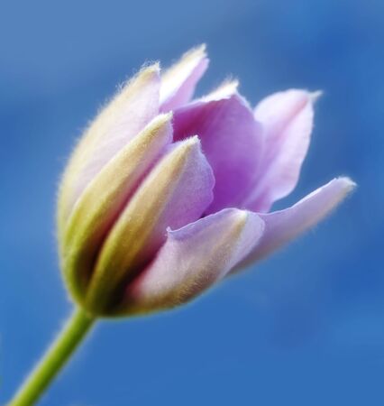 Beautiful flower bud on blue background (very detailed)の写真素材